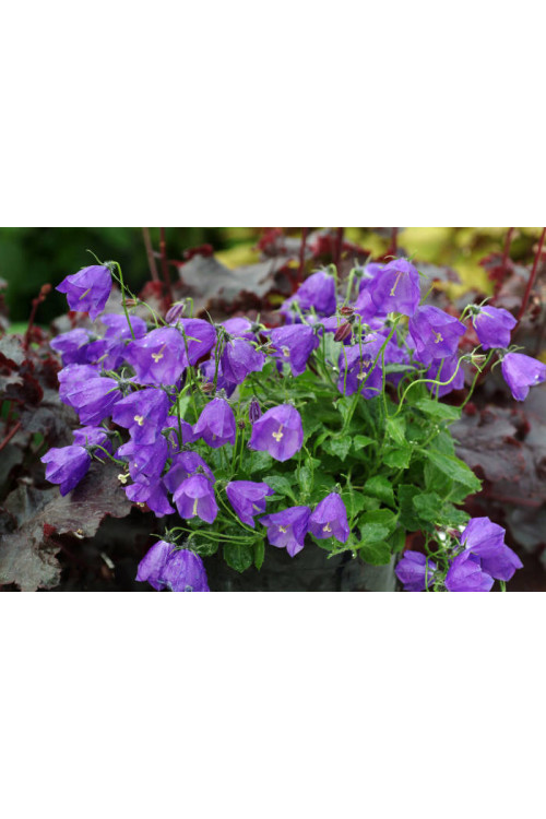 Dzwonek 'Jelly Bells' Campanula