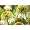 Jeżówka 'Coconut Lime' Echinacea