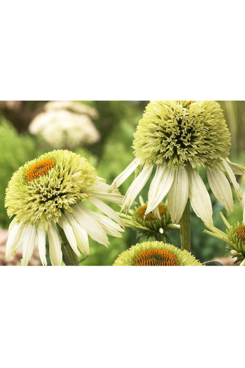 Jeżówka 'Coconut Lime' Echinacea