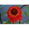 Jeżówka 'Cinnamon Cupcake' Echinacea