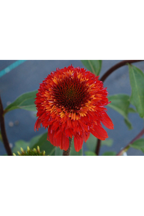 Jeżówka 'Cinnamon Cupcake' Echinacea