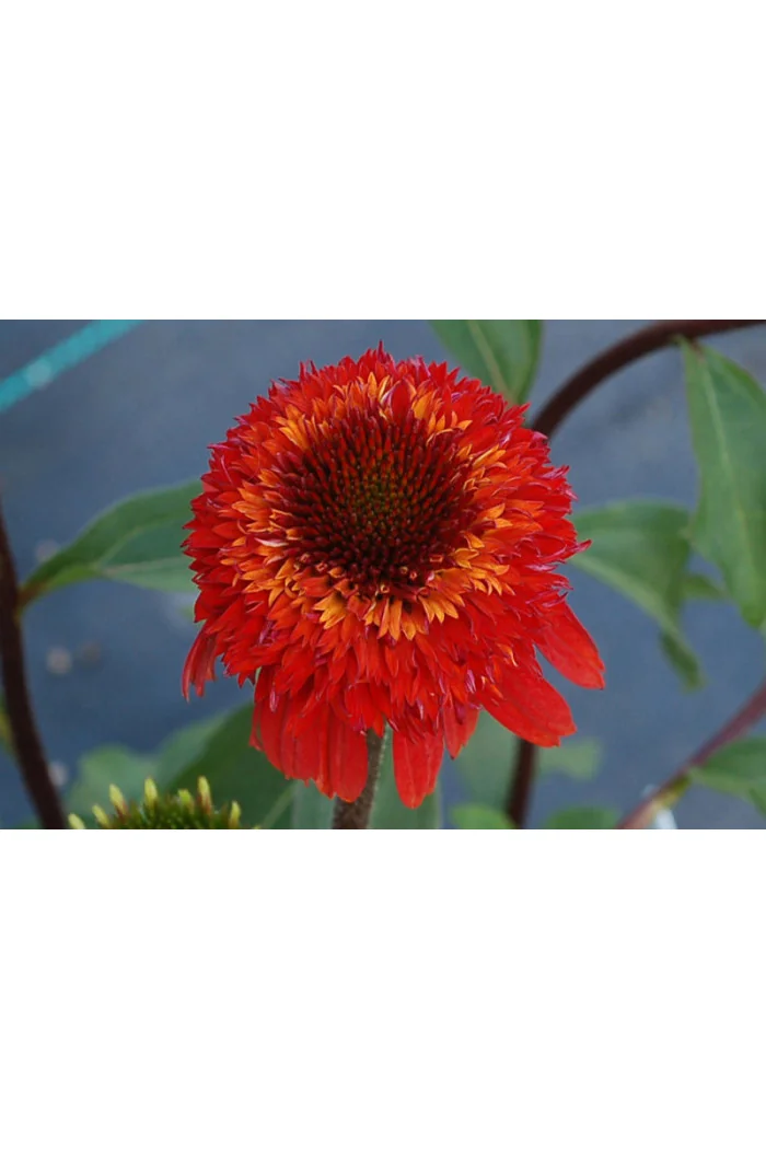 Jeżówka 'Cinnamon Cupcake' Echinacea