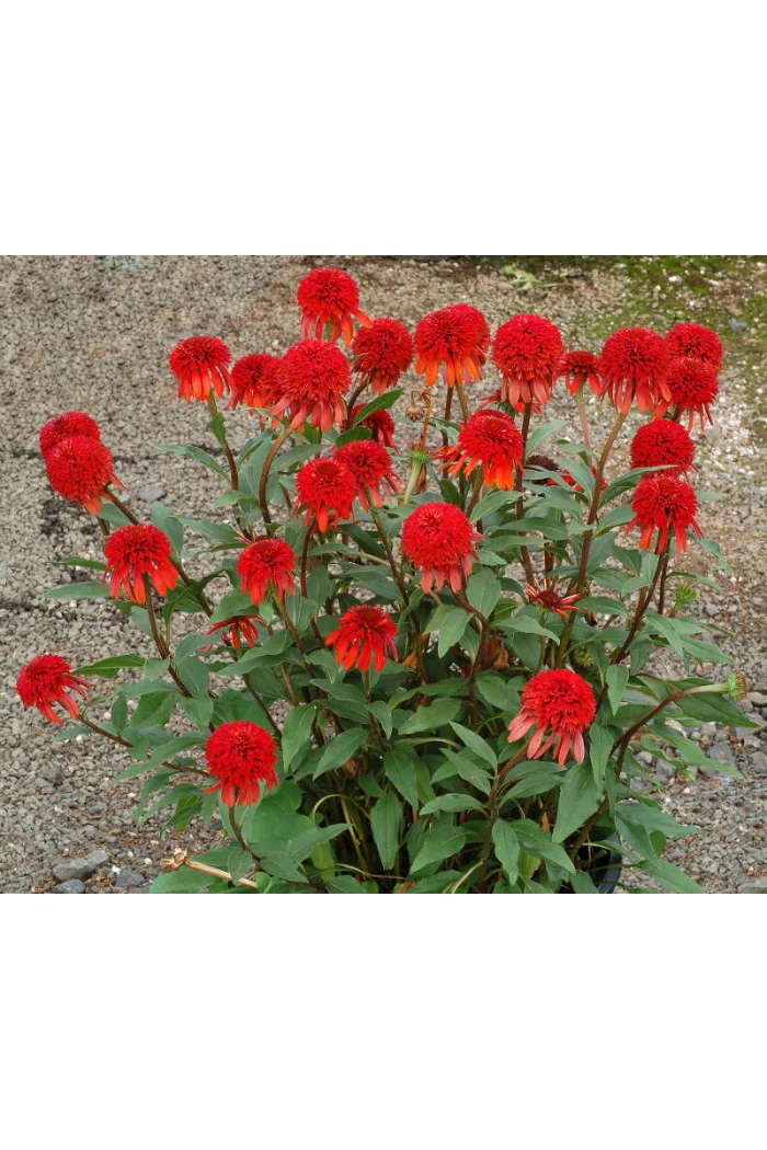 Jeżówka 'Cinnamon Cupcake' Echinacea