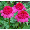 Jeżówka 'Gum Drop' Echinacea