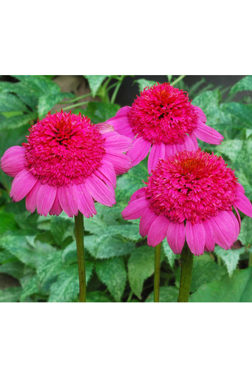 Jeżówka 'Gum Drop' Echinacea