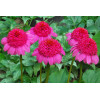 Jeżówka 'Gum Drop' Echinacea