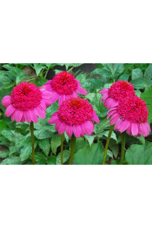 Jeżówka 'Gum Drop' Echinacea