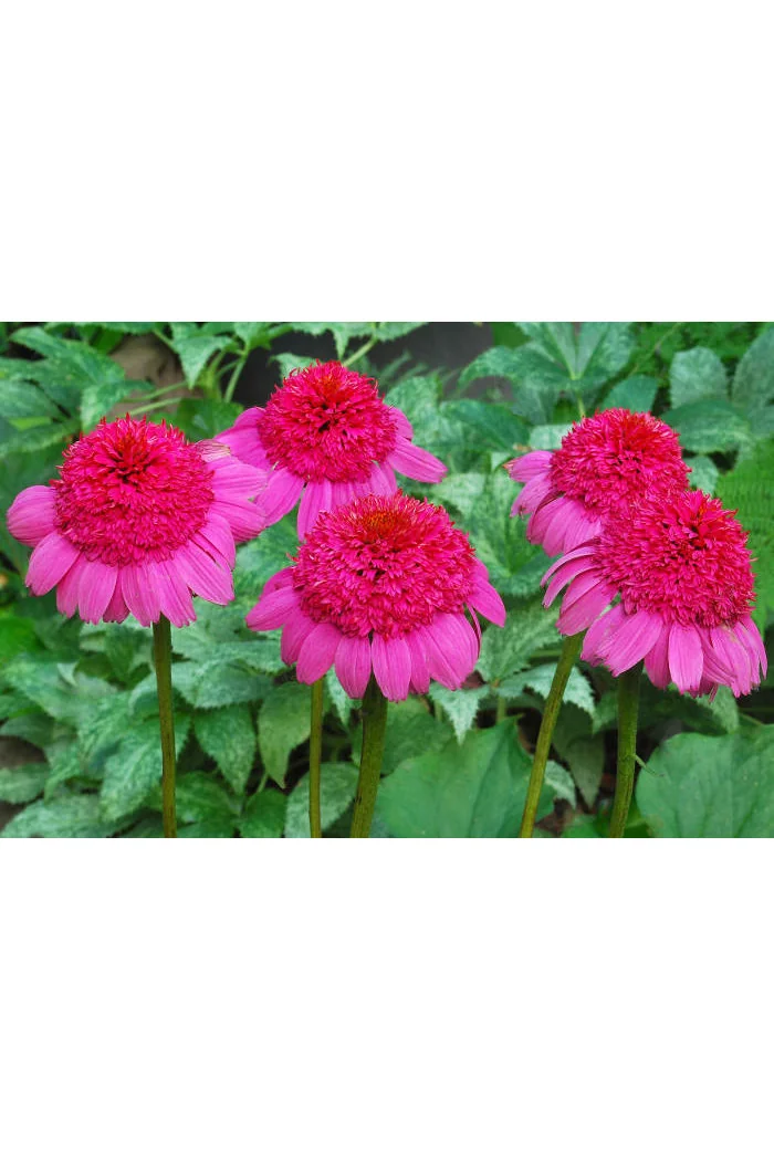 Jeżówka 'Gum Drop' Echinacea