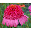 Jeżówka 'Gum Drop' Echinacea