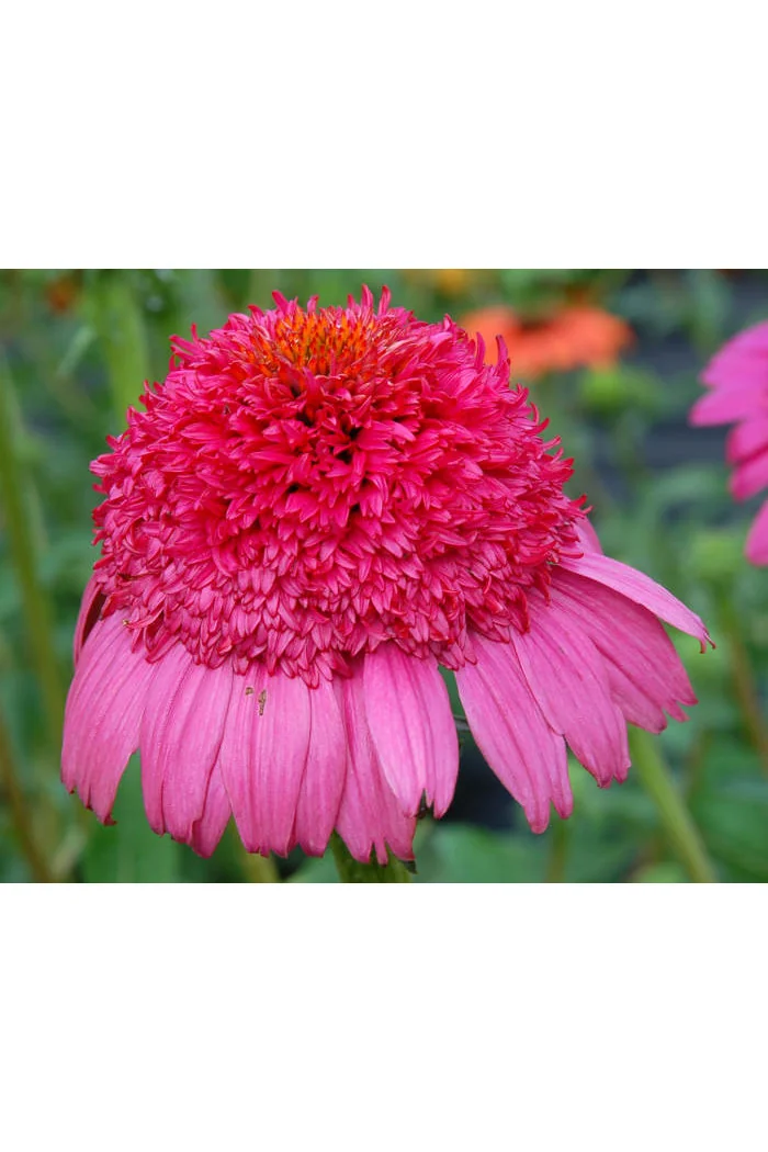 Jeżówka 'Gum Drop' Echinacea
