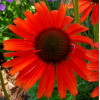 Jeżówka 'Hot Lava' Echinacea