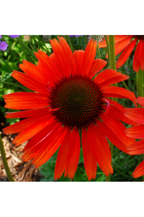 Jeżówka 'Hot Lava' Echinacea