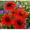 Jeżówka 'Hot Lava' Echinacea
