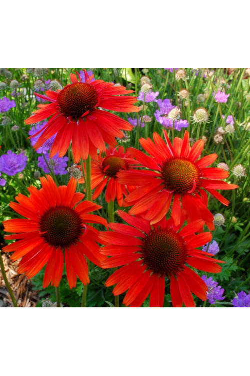 Jeżówka 'Hot Lava' Echinacea