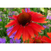 Jeżówka 'Hot Lava' Echinacea