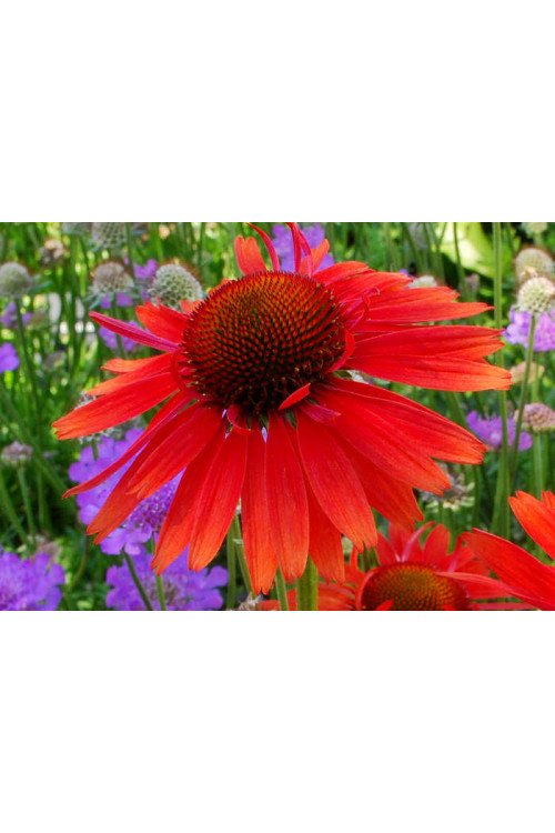 Jeżówka 'Hot Lava' Echinacea