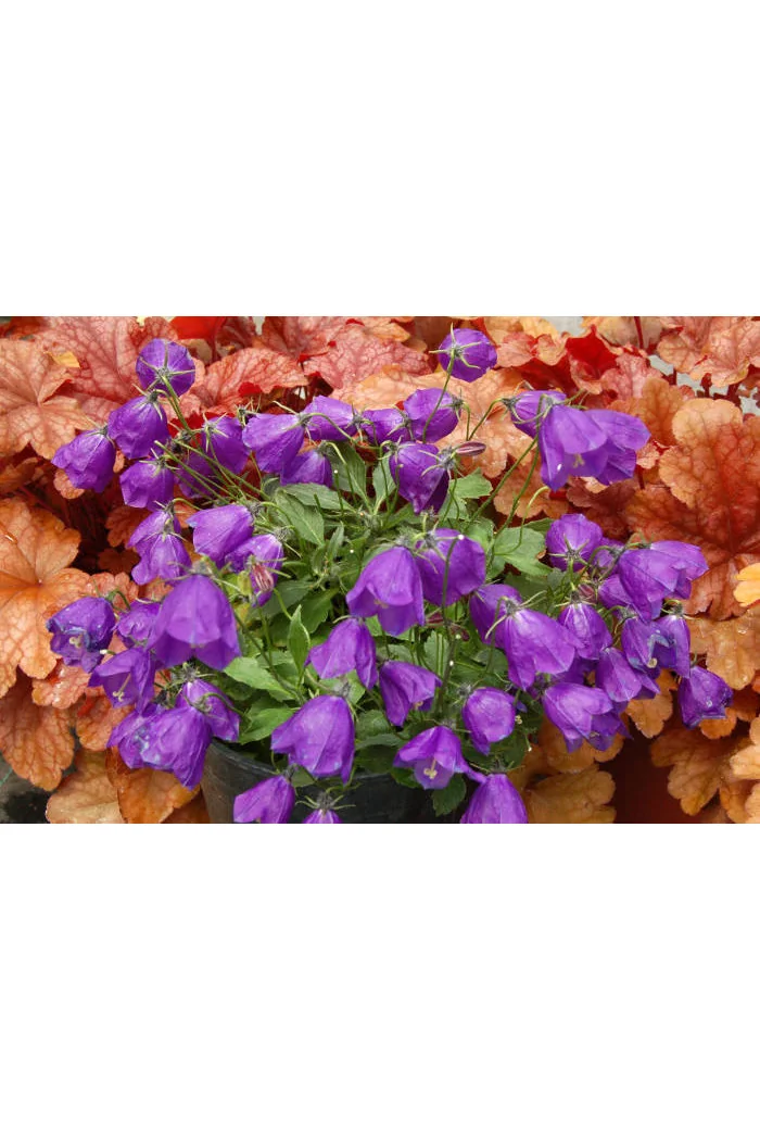 Dzwonek 'Jelly Bells' Campanula