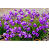 Dzwonek 'Jelly Bells' Campanula