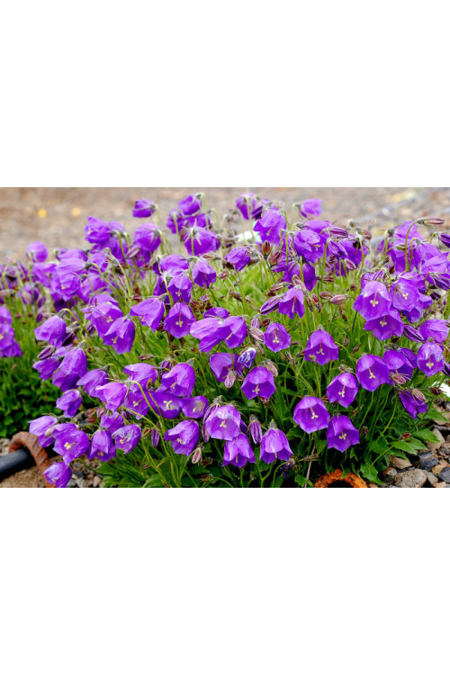 Dzwonek 'Jelly Bells' Campanula
