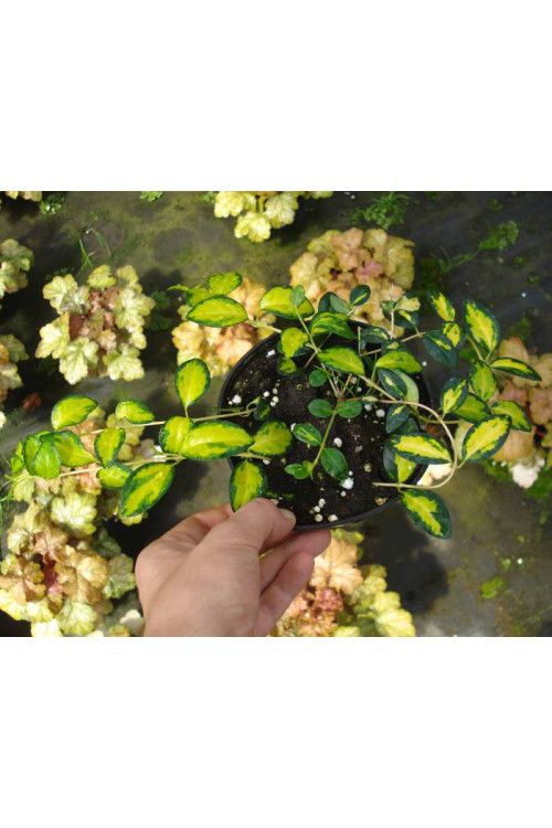 Barwinek mniejszy 'Illumination' Vinca minor