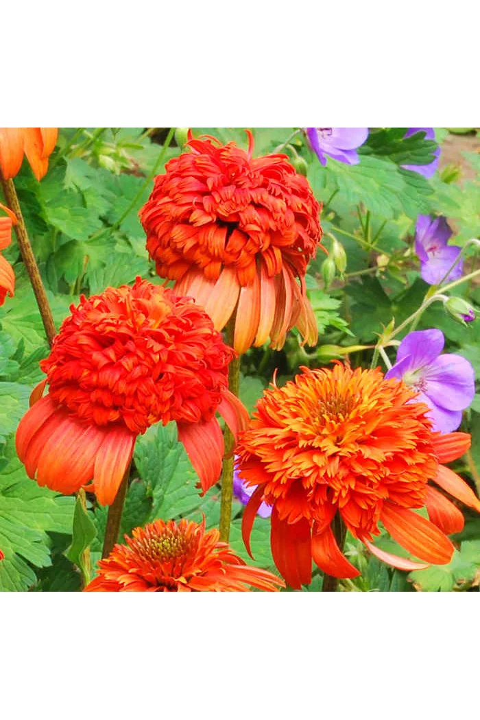 Jeżówka 'Secret Lust' Echinacea