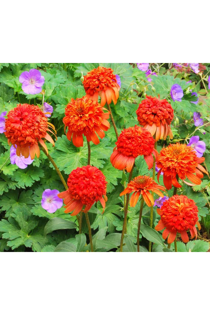 Jeżówka 'Secret Lust' Echinacea