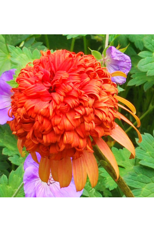 Jeżówka 'Secret Lust' Echinacea