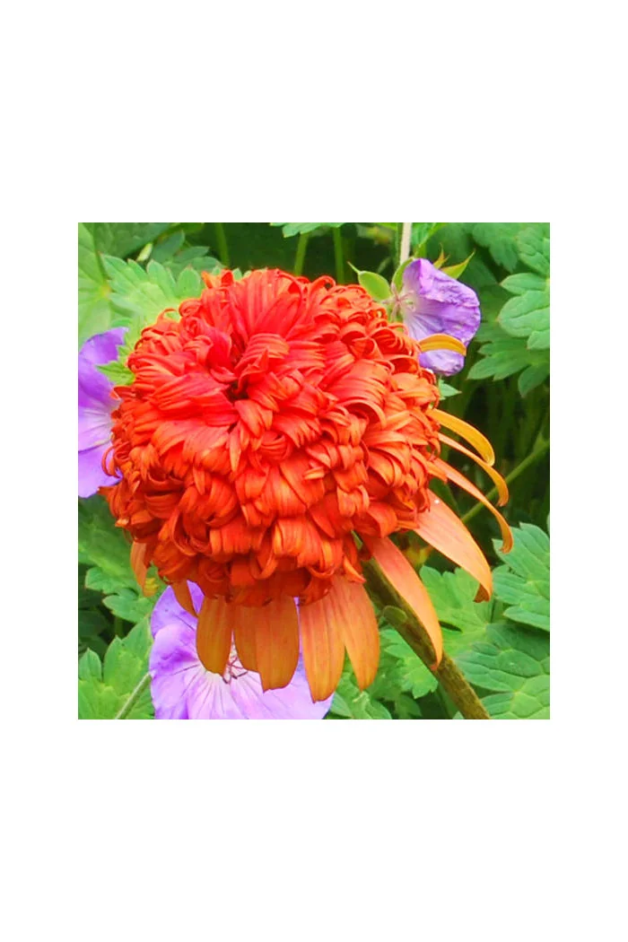 Jeżówka 'Secret Lust' Echinacea