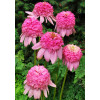Jeżówka 'Secret Romance' Echinacea