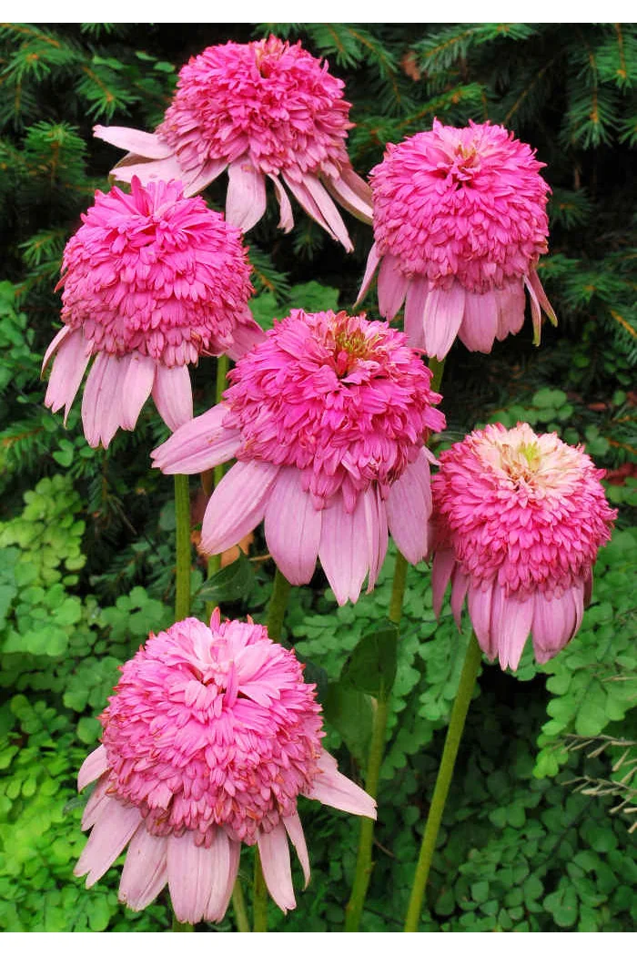 Jeżówka 'Secret Romance' Echinacea
