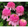 Jeżówka 'Secret Romance' Echinacea