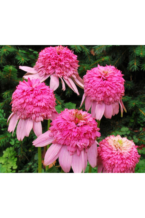 Jeżówka 'Secret Romance' Echinacea