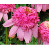 Jeżówka 'Secret Romance' Echinacea