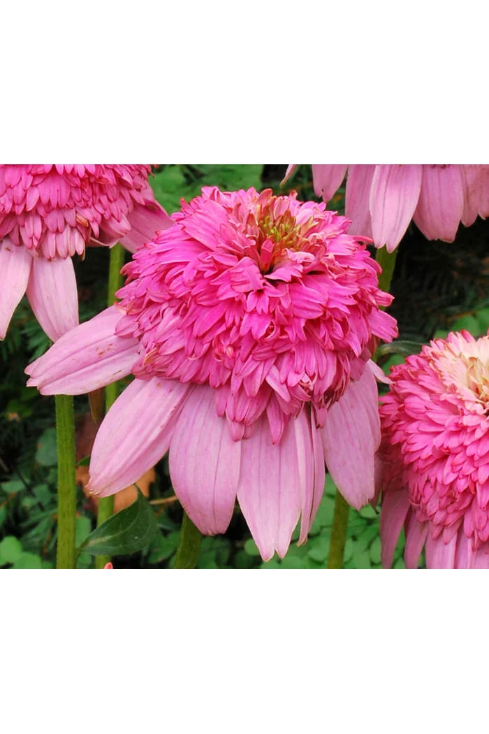 Jeżówka 'Secret Romance' Echinacea