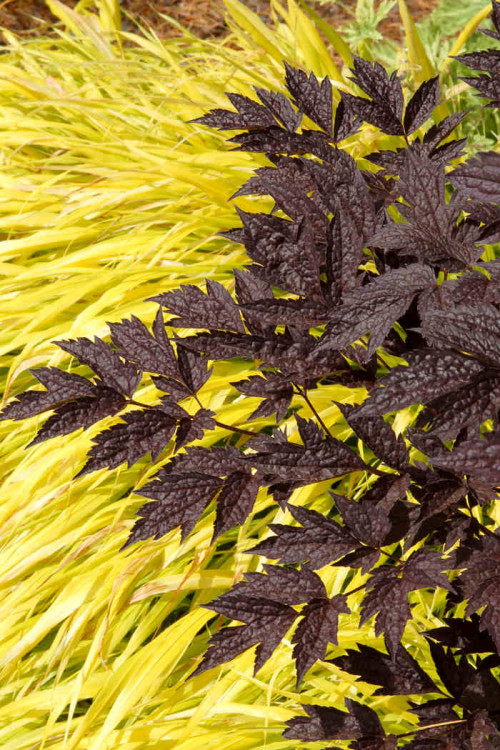 Czerniec (Świecznica) 'Black Negligee' | Actaea