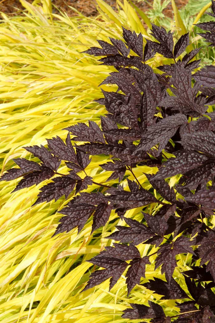 Czerniec (Świecznica) 'Black Negligee' | Actaea