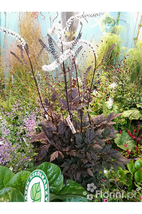 Czerniec (Świecznica) 'Black Negligee' | Actaea