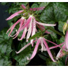 Dzwonek 'Pink Octopus' Campanula