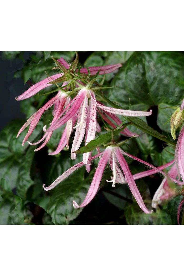 Dzwonek 'Pink Octopus' Campanula