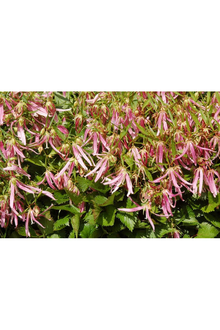 Dzwonek 'Pink Octopus' Campanula