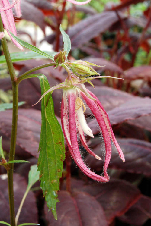 Dzwonek 'Pink Octopus' Campanula