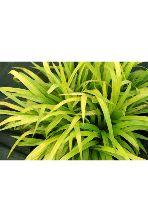Turzyca rzędowa 'Lemon Zest' | Carex siderosticha