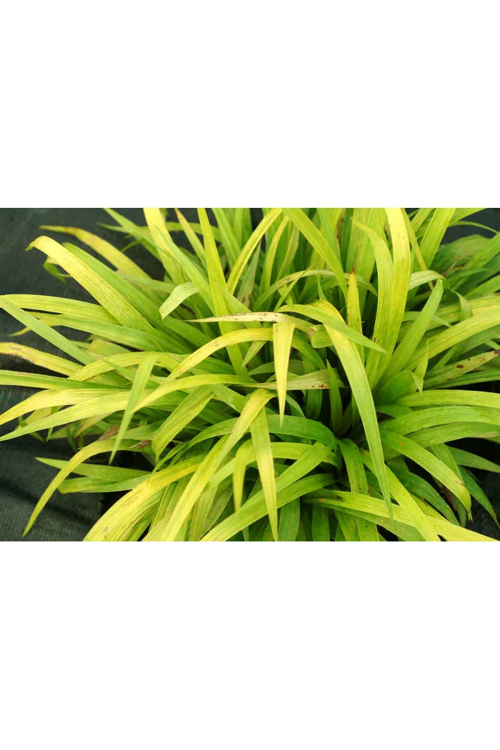 Turzyca rzędowa 'Lemon Zest' | Carex siderosticha