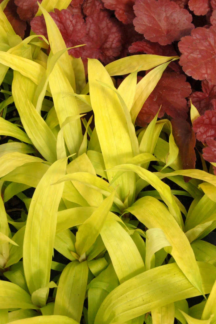 Turzyca rzędowa 'Lemon Zest' | Carex siderosticha