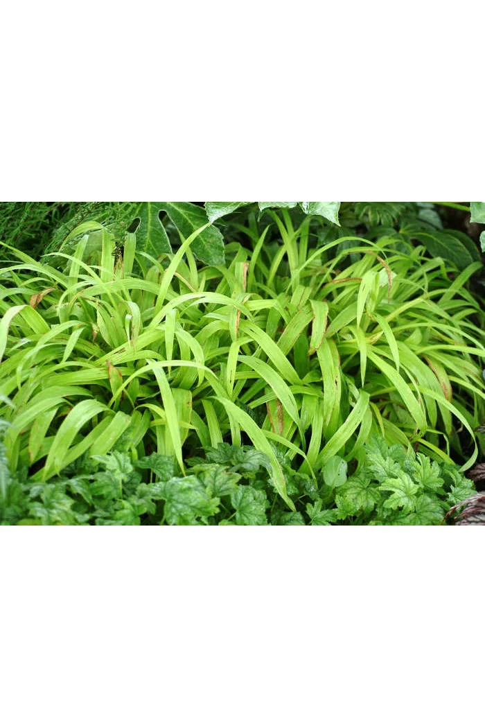 Turzyca rzędowa 'Lemon Zest' | Carex siderosticha