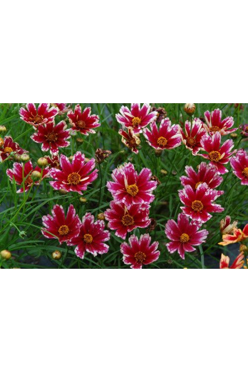 Nachyłek 'Cranberry Ice' Coreopsis