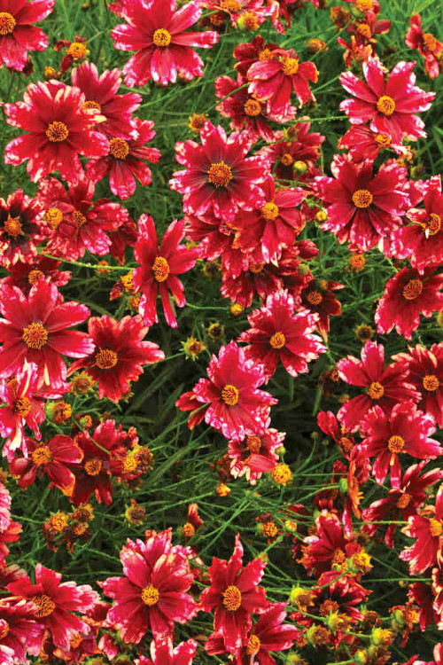 Nachyłek 'Cranberry Ice' Coreopsis