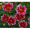 Nachyłek 'Cranberry Ice' Coreopsis