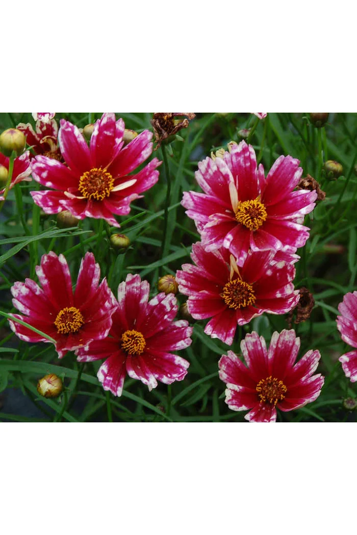 Nachyłek 'Cranberry Ice' Coreopsis