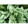 Miodunka 'Cotton Cool' Pulmonaria